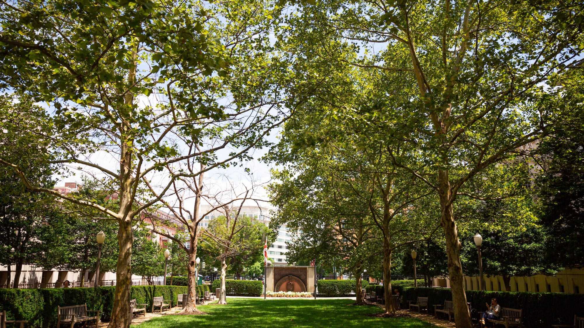 green lawn with shady green trees