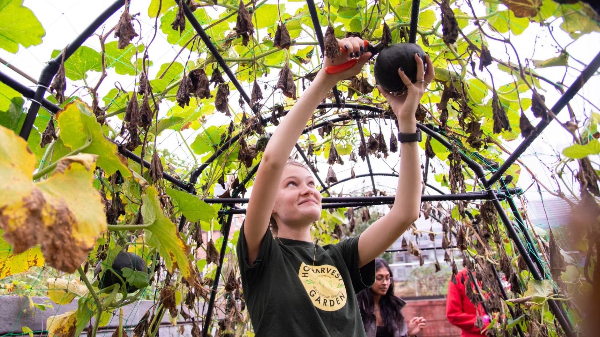 student reaching to harvest a gourd from an overhead trellis